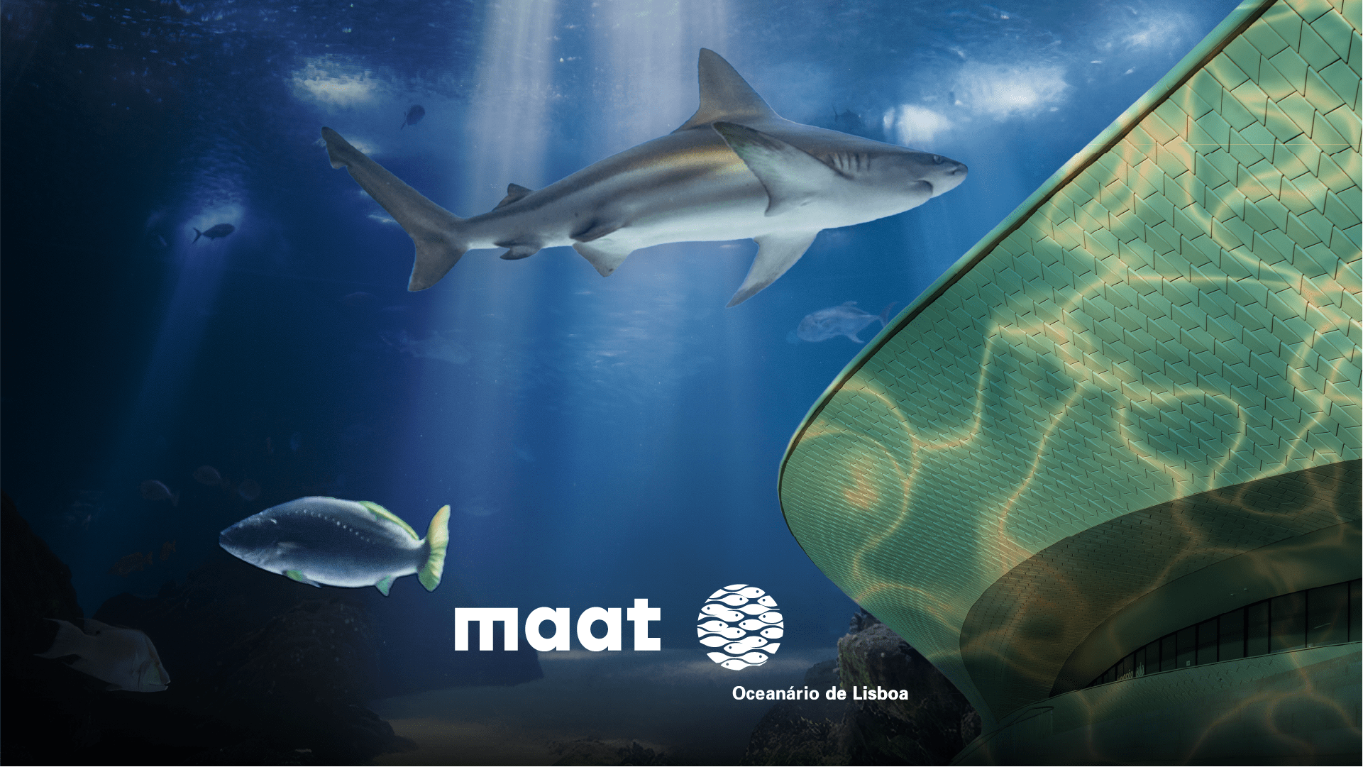 Imagem ilustrativa parceria Oceanário x MAAT